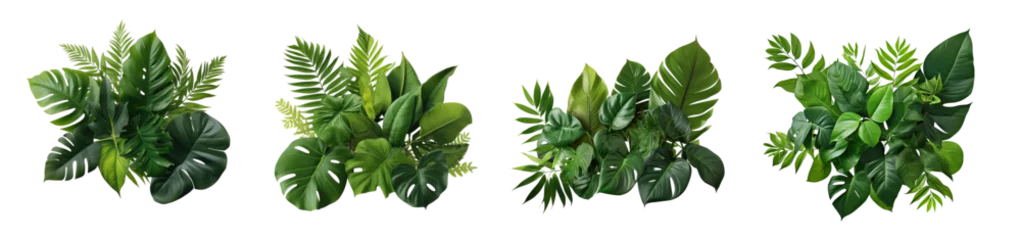 Fotobehang set of Tropical leaves foliage plant jungle bush floral arrangement  (Monstera, palm, fern, rubber plant, pine, bird's nest fern). PNG, cutout, or clipping path.   © Transparent png