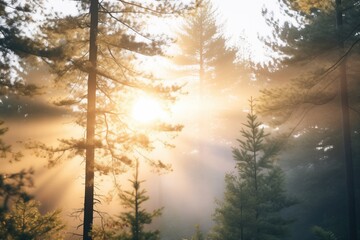 sunrise through dense pine trees, light rays piercing the fog