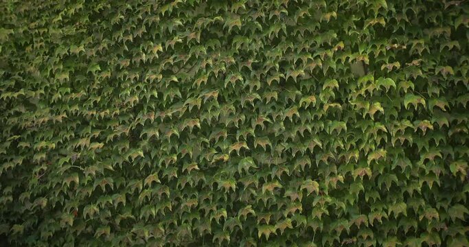 Virginia Creeper Leaves. Leafy Green Texture. Virginia Creeper Or Five Leaves Ivy Climbing Plant. Parthenocissus Quinquefolia. Foliate Yard Wall Abstract Backdrop. Nature Summer Texture Background.