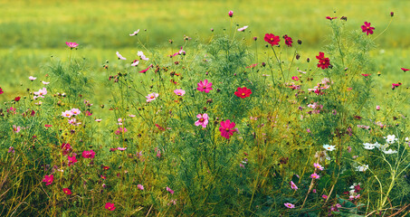 A vibrant meadow flower in full bloom, captured in the picturesque surroundings of Bohinj