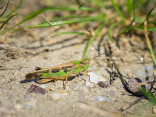 A green grasshopper sitting on the ground