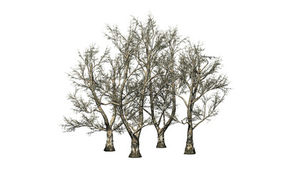 Group of London Plane trees - Platanus in winter on transparent background - 3D Illustration