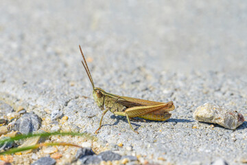 A small grasshopper sitting on the ground