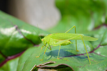 A Mediterranean katydid sitting on a green leaf