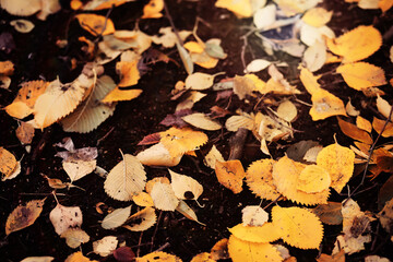 Beautiful Nature Autumn landscape. Scenery view on autumn city park with golden yellow foliage in Sunny day. Walking path in the city Park strewn with autumn fallen leaves.