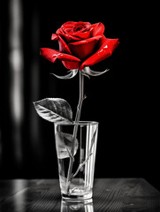 Red rose in a glass on the table