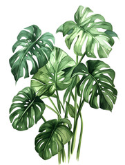 Water color painted monstera plant, Generative AI 