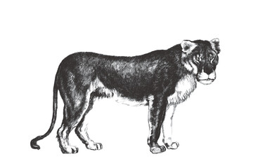 Lioness(Panthera leo). Doodle sketch. Vintage vector illustration.