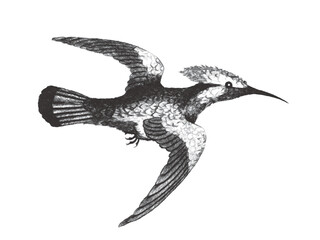 Obraz premium Ruby Crested hummingbird. Doodle sketch. Vintage vector illustration.