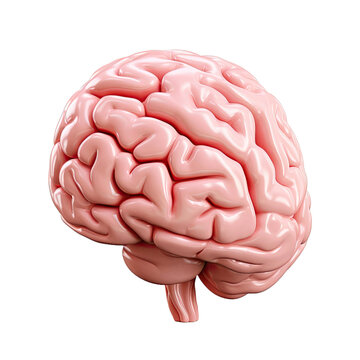 Human brain standing on soft color isolated on white Transparent background