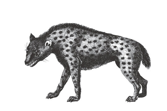 Spotted Hyena (Crocuta crocuta). Doodle sketch. Vintage vector illustration.