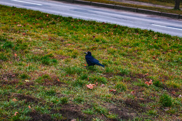 A black crow walks in a clearing next to the road