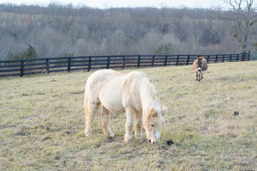 Obraz premium Horse and donkey standing together on a picturesque farm
