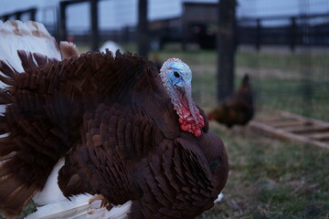 Impressive turkey in a lush, verdant field
