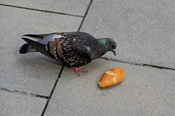 city ​​dove examines bread