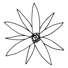 Simple and decorative flower in doodle style. Pointed narrow petals. Black abstract starflower vector for design. Single linear plant element. Isolated on white background.