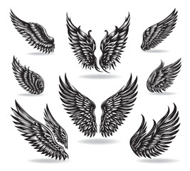 Collection of vector wings the style of engraving