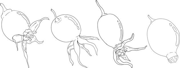 Hand drawn garden wild rose, rosehip, dog rose, sweetbriar vector, coloring pages illustration. Outline linear hand drawn floral design element.