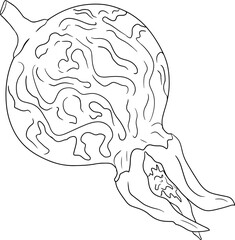 Hand drawn garden wild rose, rosehip, dog rose, sweetbriar vector, coloring pages illustration. Outline linear hand drawn floral design element.