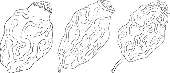 Hand drawn garden wild rose, rosehip, dog rose, sweetbriar vector, coloring pages illustration. Outline linear hand drawn floral design element.