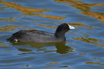 Blesshuhn (Fulica atra) in Namibia.