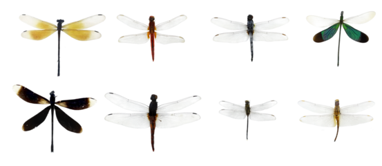 showing of eyes dragonfly and wings detail. Beautiful dragonfly PNG collection