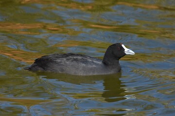 Blesshuhn (Fulica atra) in Namibia.