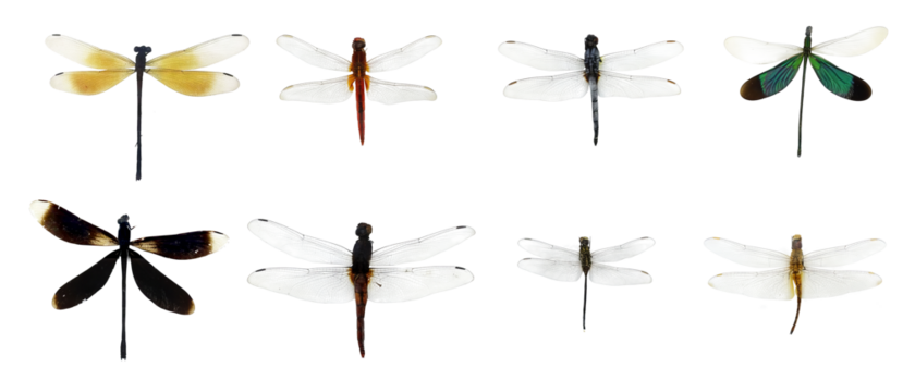 showing of eyes dragonfly and wings detail. Beautiful dragonfly PNG collection