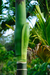 Fototapeta premium Areca palm flower bud on tree