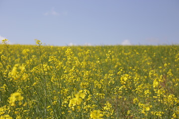 Rape blossom in korea