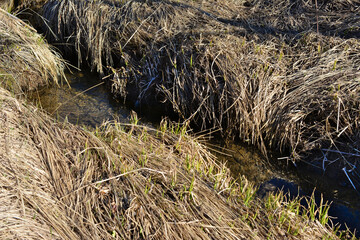 stream in the forest isolated and surrounded with dry grass 