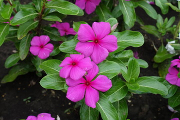 Bunch of pink flowers of Catharanthus roseus in July