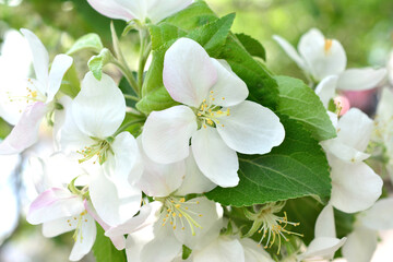 blossoming apple tree branch with pink and white flowers close up 