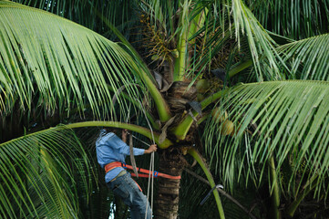 Harvest coconut fruits on tree