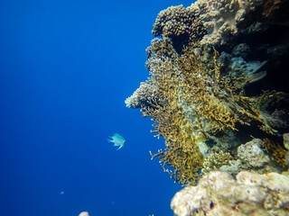 Fototapeta na wymiar Extraordinary inhabitants in the coral reef of the Red Sea