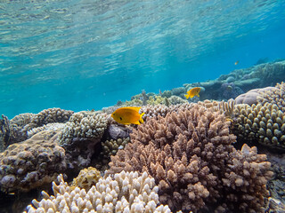 Extraordinary inhabitants in the coral reef of the Red Sea