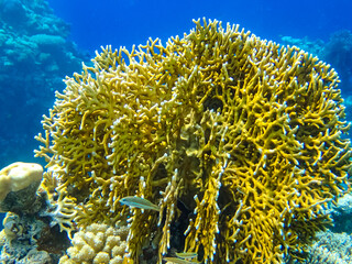 Extraordinary inhabitants in the coral reef of the Red Sea