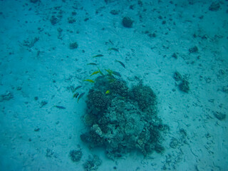 Extraordinary inhabitants in the coral reef of the Red Sea