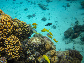 Extraordinary inhabitants in the coral reef of the Red Sea