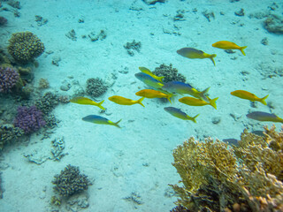 Extraordinary inhabitants in the coral reef of the Red Sea