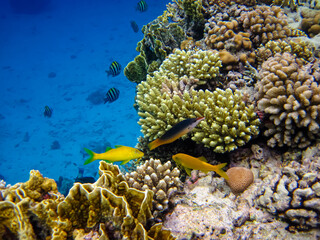 Extraordinary inhabitants in the coral reef of the Red Sea