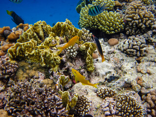 Extraordinary inhabitants in the coral reef of the Red Sea