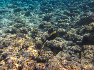 Extraordinary inhabitants in the coral reef of the Red Sea