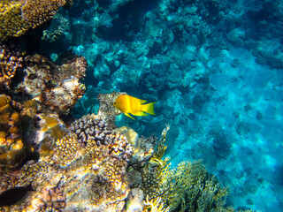 Fototapeta na wymiar Extraordinary inhabitants in the coral reef of the Red Sea
