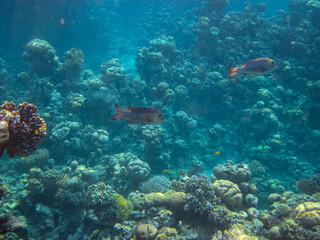 Obraz na płótnie Canvas Extraordinary inhabitants in the coral reef of the Red Sea