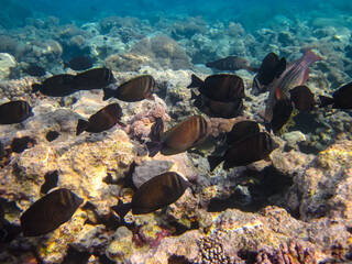 Extraordinary inhabitants in the coral reef of the Red Sea