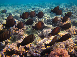 Extraordinary inhabitants in the coral reef of the Red Sea