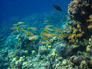 Extraordinary inhabitants in the coral reef of the Red Sea