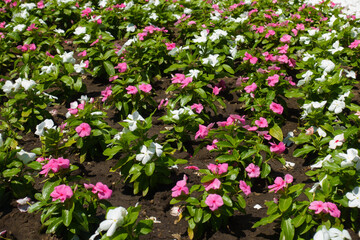 Abundance of pink and white flowers of Catharanthus roseus in July