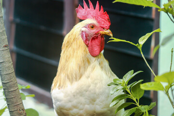 Golden Chicken behind the leaves